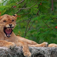 Lioness, Stone, Growling