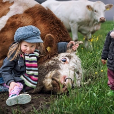 Cows, Kids