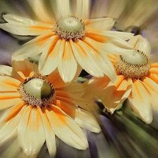 cream, gerberas, yellow