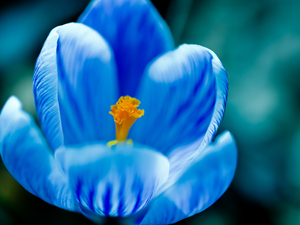 blue, crocus