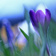 Colourfull Flowers, Violet, crocus