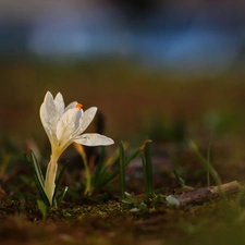 Colourfull Flowers, White, crocus