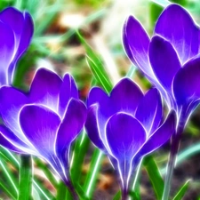 graphics, crocus