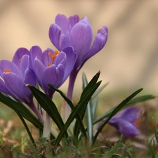 Violet, crocus