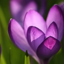 crocus, spring, Violet