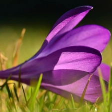 Violet, crocus