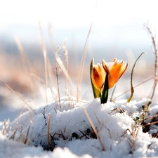 crocus, snow, Yellow