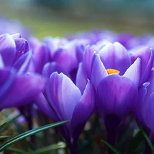 crocuses