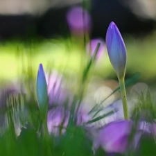 crocuses, colchicum, Autumn