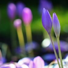 crocuses, colchicums, Autumn