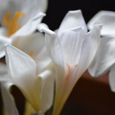 crocuses, White, Autumn