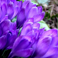 crocuses, nature, Flowers