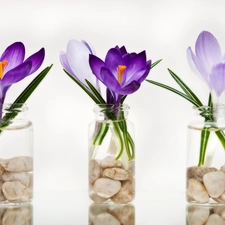 crocuses, Bottles, pebbles