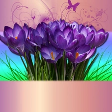 purple, crocuses