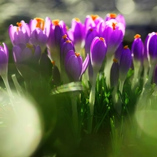 purple, crocuses