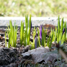 purple, crocuses