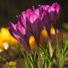 purple, crocuses