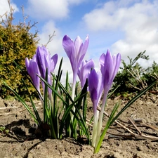 purple, crocuses