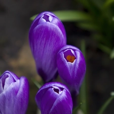 purple, crocuses