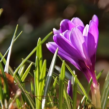 purple, crocuses