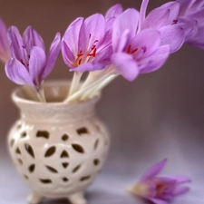 crocuses, vase, purple