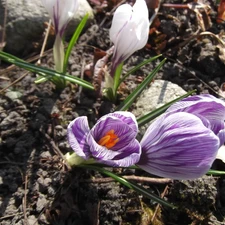 crocuses, white, purple