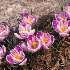 purple, crocuses