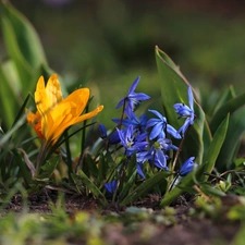 Flowers, Siberian squill, crocuses