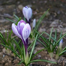 Spring, crocuses