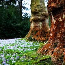 crocuses, trees, trunk