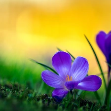 Spring, Blue, crocuses, Two cars