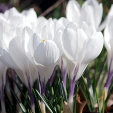 White, crocuses