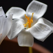 White, crocuses