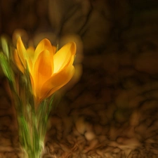 Yellow, crocuses