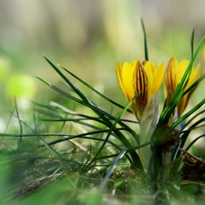 Yellow, crocuses