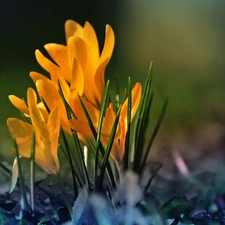 Yellow, crocuses