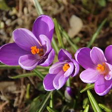 crocuses