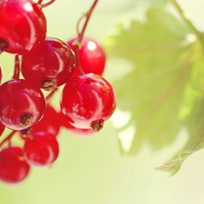 leaves, red hot, currant