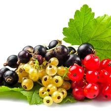 currant, different, Species