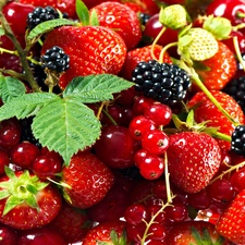 Fruits, blackberries, currants, strawberries