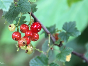 Red, currants