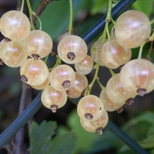 White, currants