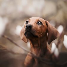 Dachshund Shorthair