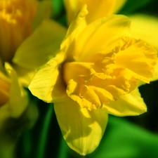 Daffodils