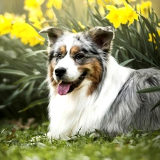 dog, Flowers, Daffodils, Australian Shepherd