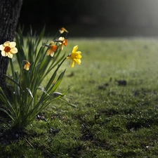 Flowers, Daffodils