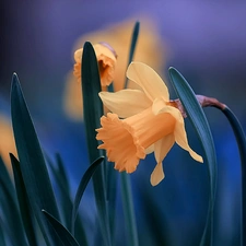 Flowers, Daffodils