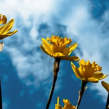 Sky, Daffodils