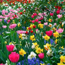 Daffodils, color, Tulips