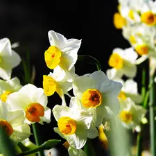 White, Daffodils